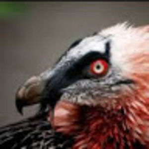 Meet your Posher, Jaeveon